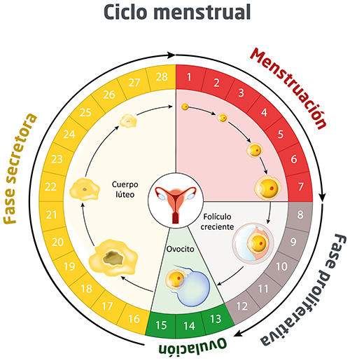 CICLO MENSTRUAL